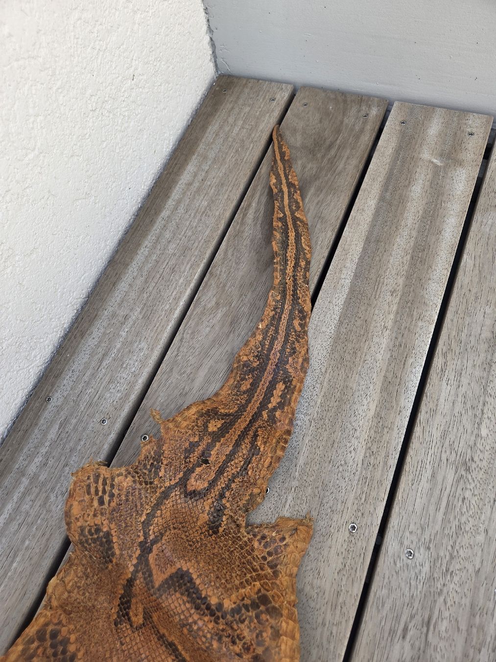 Tessuti: Schlangenhaut Python braun gemustert ca. 450 cm – Nuovo (secondo la descrizione) da Kreuzlingen venduto da gogi3 8