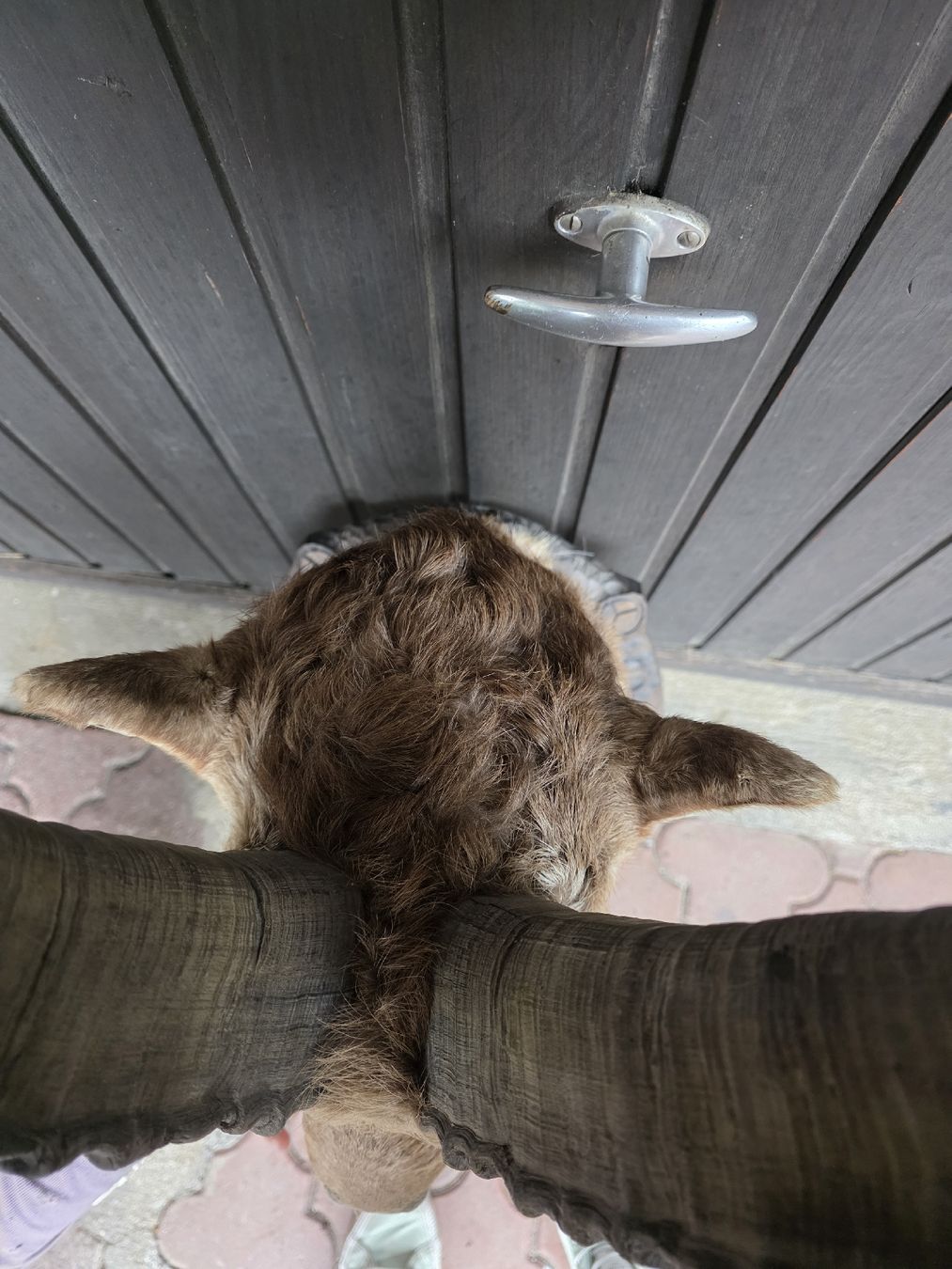 Il mondo degli animali: Steinbock min 8 jährig – Usato da Weissbad venduto da min_td8z 1