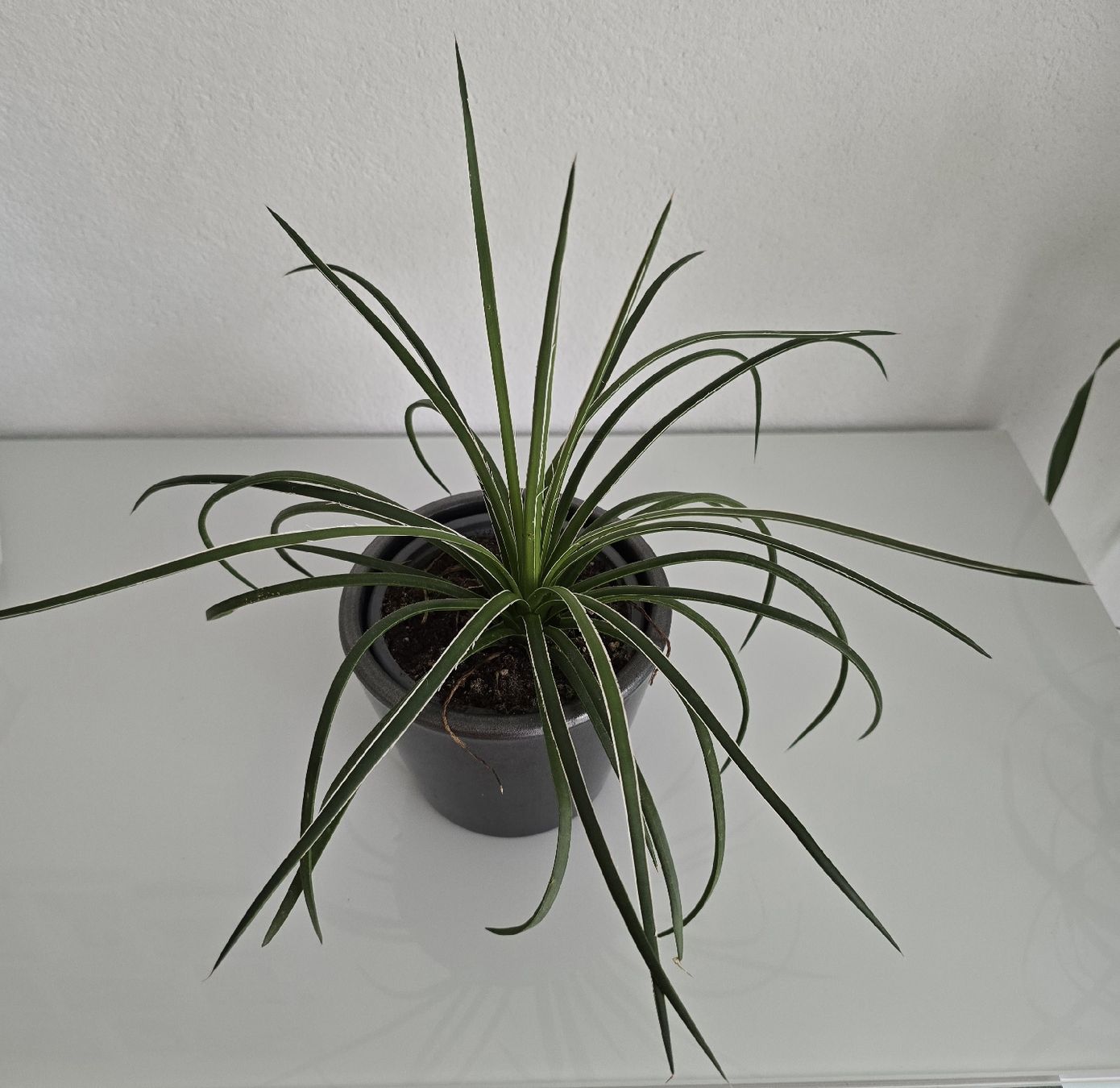 Plantes & graines: Jungpflanze Agave Geminiflora – Neuf (Voir description) à Aarburg par Glitzerschein 2
