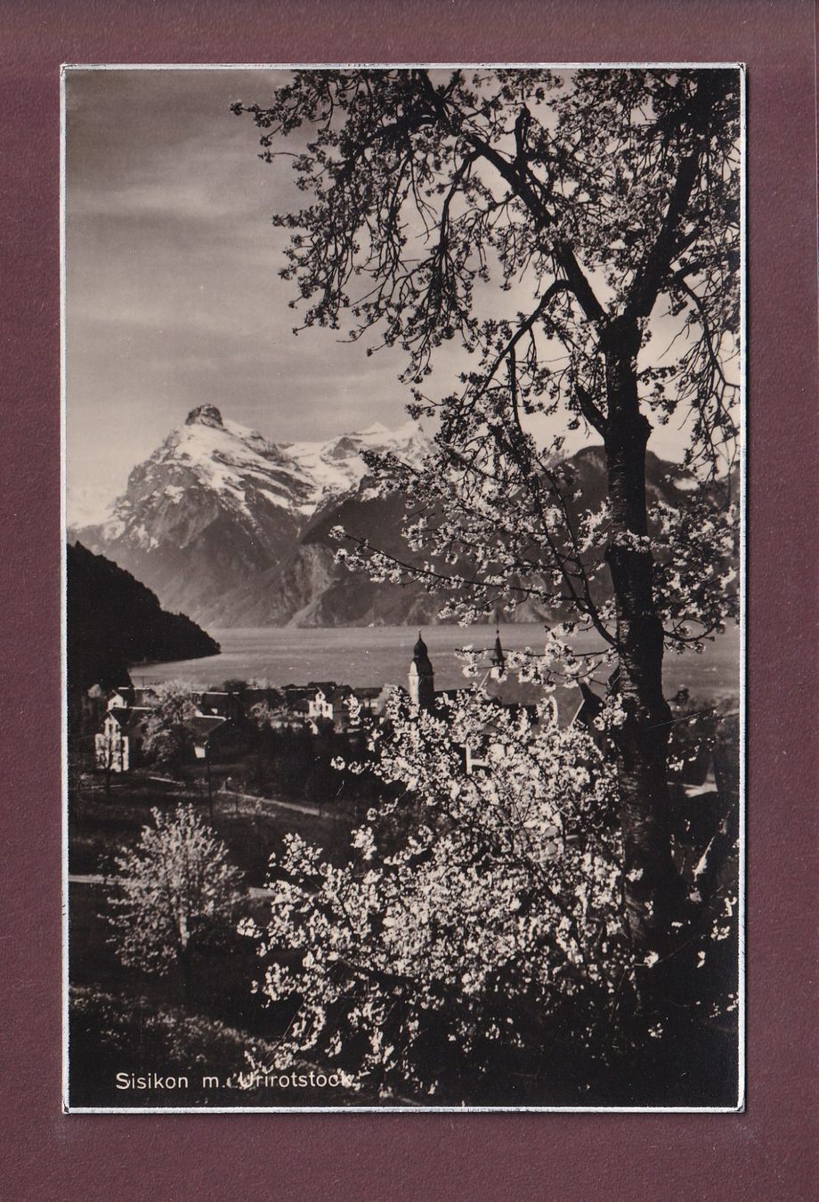 Cartoline postali: SISIKON - Urirotstock - Frühling – Usato da Pully venduto da nicecards