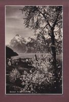 SISIKON - Urirotstock - Frühling