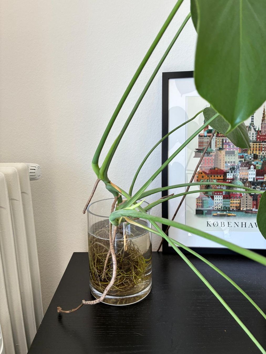 Pflanzen & Samen: Hydroponic Monstera mit Glas vase – Gebraucht aus Basel von sho_lfd6 2