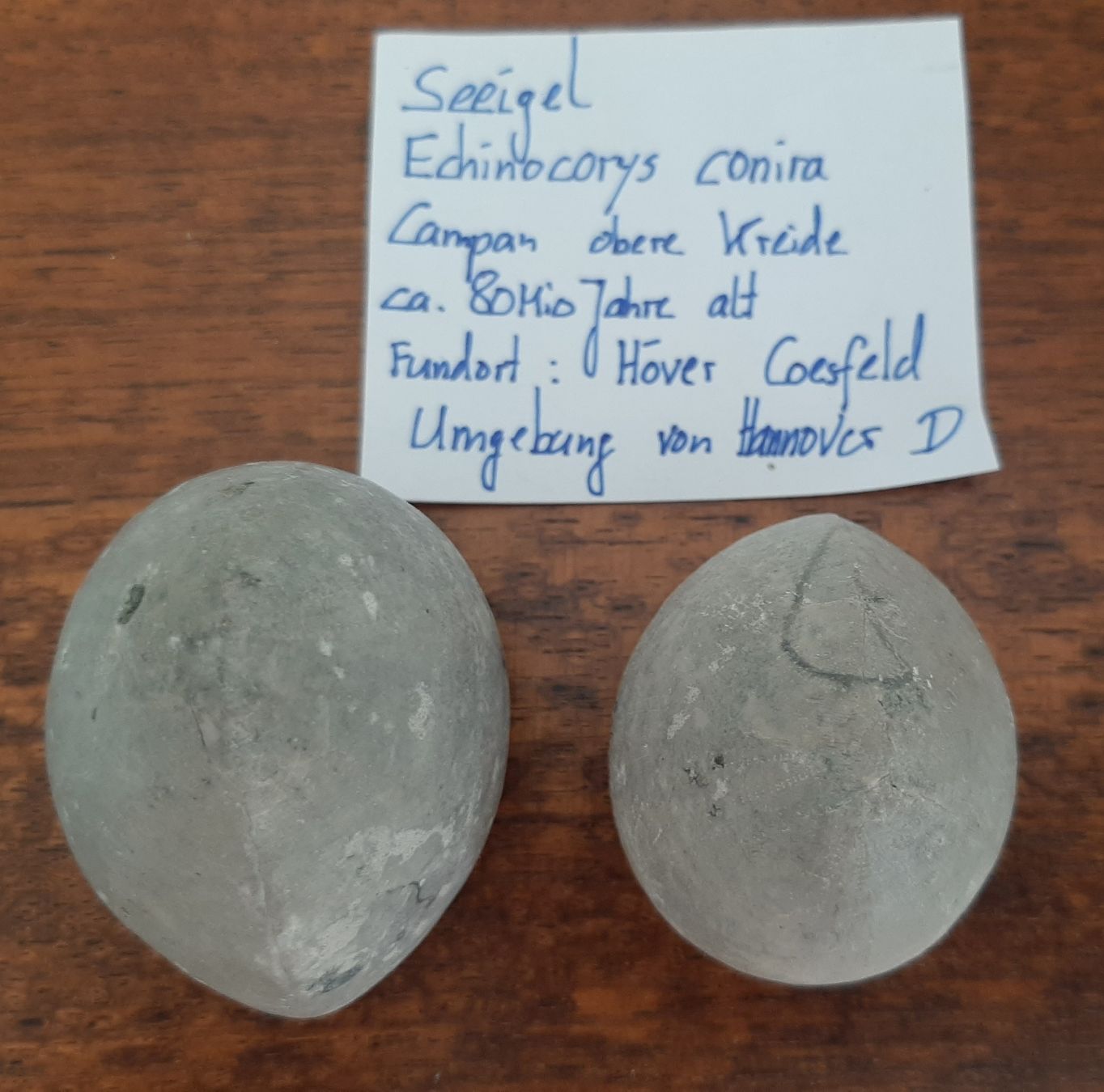 Fossilien: Seeigel Fossil 2 Stück Deutschland – Gebraucht aus Rickenbach BL von Oktober68 2