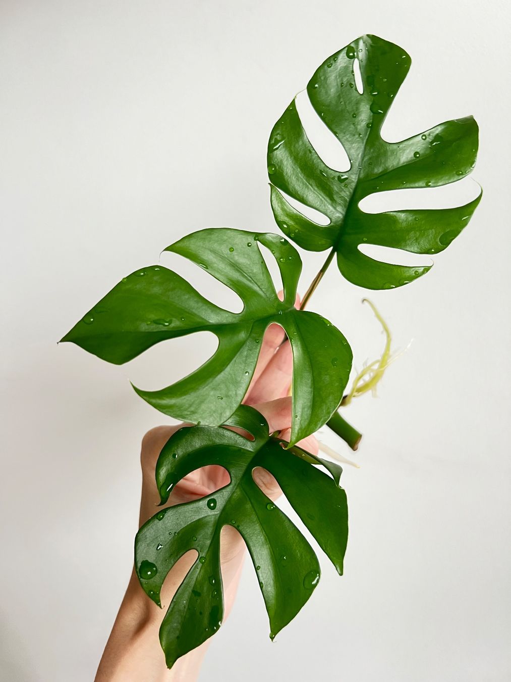 Piante & sementi: Monstera minima Kopfsteckling🔥 – Usato da Glattpark(Opfikon) venduto da ste_n99y 5