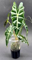 🌿 Alocasia ‘Polly’