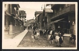 Zermatt, La rentrée des chèvres, Ziege