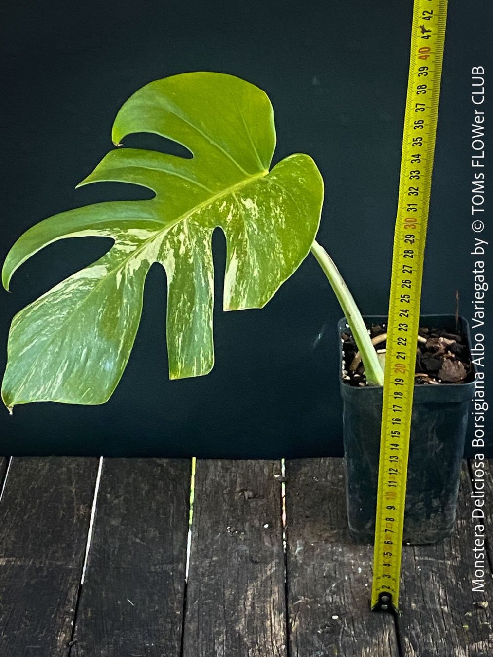 monstera peru kaufen Variegated Monstera Peru – Plant Vault main image 0