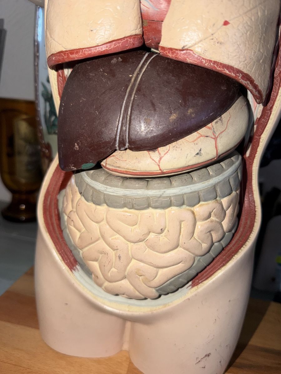 Modellbausätze & Standmodelle: Modello anatomico torso e testa con organi – Gebraucht aus Malleray von car_dr85 2