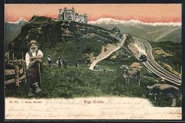 Rigi-Kulm, Bauer mit seinen Kühen auf e