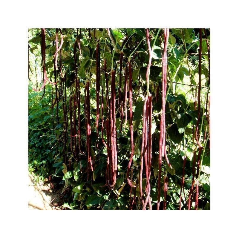 Piante & sementi: Haricot serpent géant rouge RARE 100g – Nuovo (secondo la descrizione) da Bremblens venduto da FIBONACCI369 1