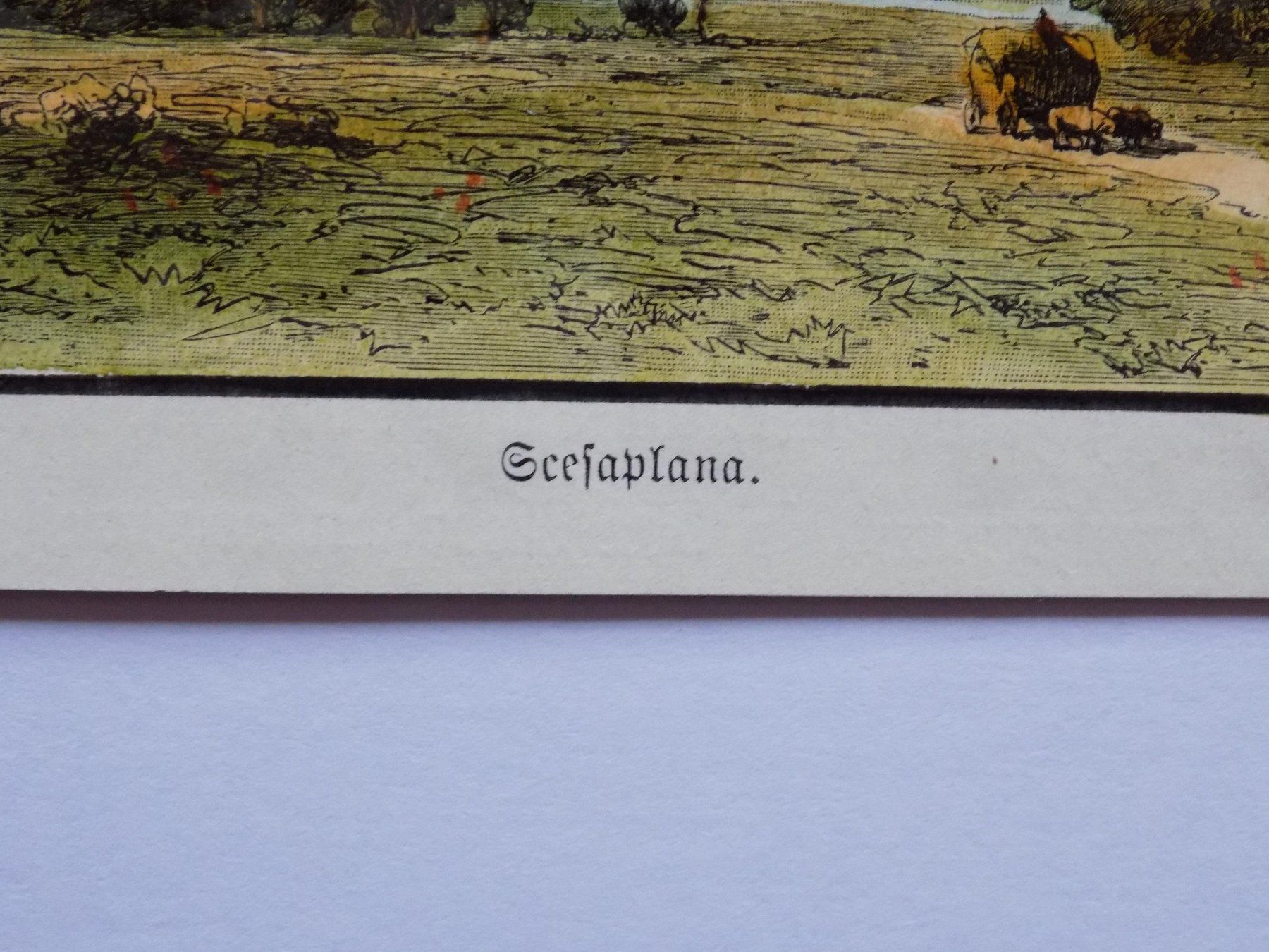 Stiche: Seefaplana – Gebraucht aus Risch von Rischli15 3