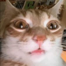 Profile image of nik_y658