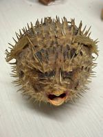 Tierpräparat Kugelfisch (taxidermy)