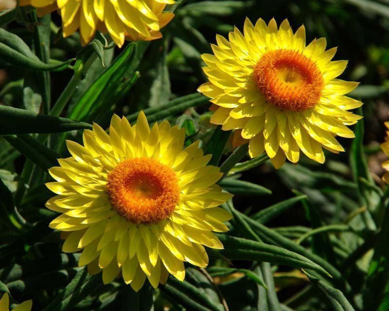Piante & sementi: 300 Samen STROHBLUME GELB – Nuovo (secondo la descrizione) da Ehrendingen venduto da VerveinaSamen 3