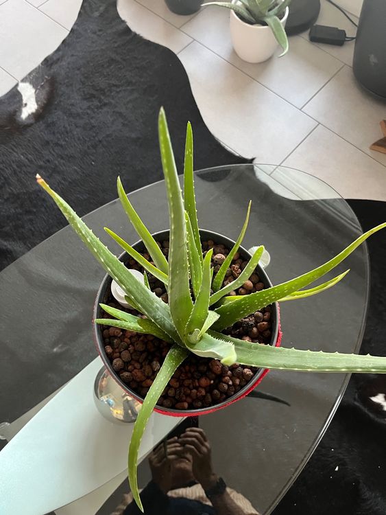 Aloe Vera Hydrokultur sehr Pflegeleicht Pflanze 40 cm hoch Kaufen auf