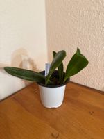 Bulbophyllum grandiflorum