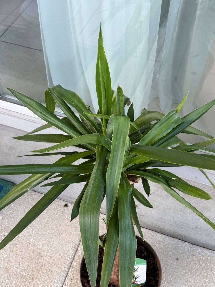 Piante & sementi: Zimmerpflanze Yucca – Usato da Richterswil venduto da Prangins9 6
