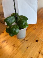 Wunderschöne Hoya Deykei Jungpflanze für dein Zuhause! Nr.2