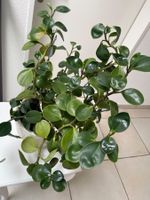 Schöne Peperomia Zimmerpflanze inklusive Topf