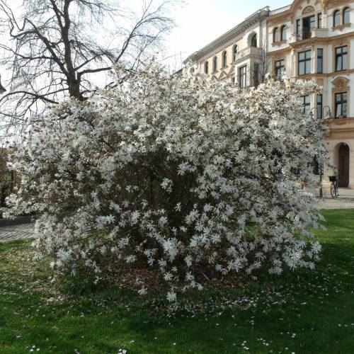 Piante & sementi: Magnolia étoilé   20cm – Nuovo (secondo la descrizione) da Bremblens venduto da FIBONACCI369 4