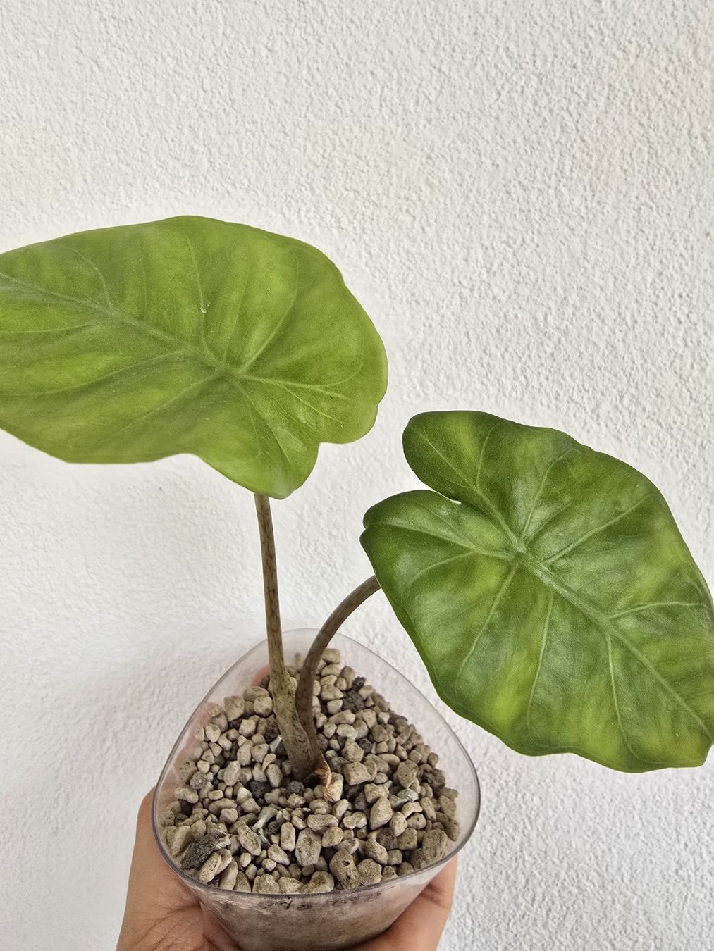 Piante & sementi: BABY Portodora Alocasia – Usato da Nidau venduto da lena_yellow 4