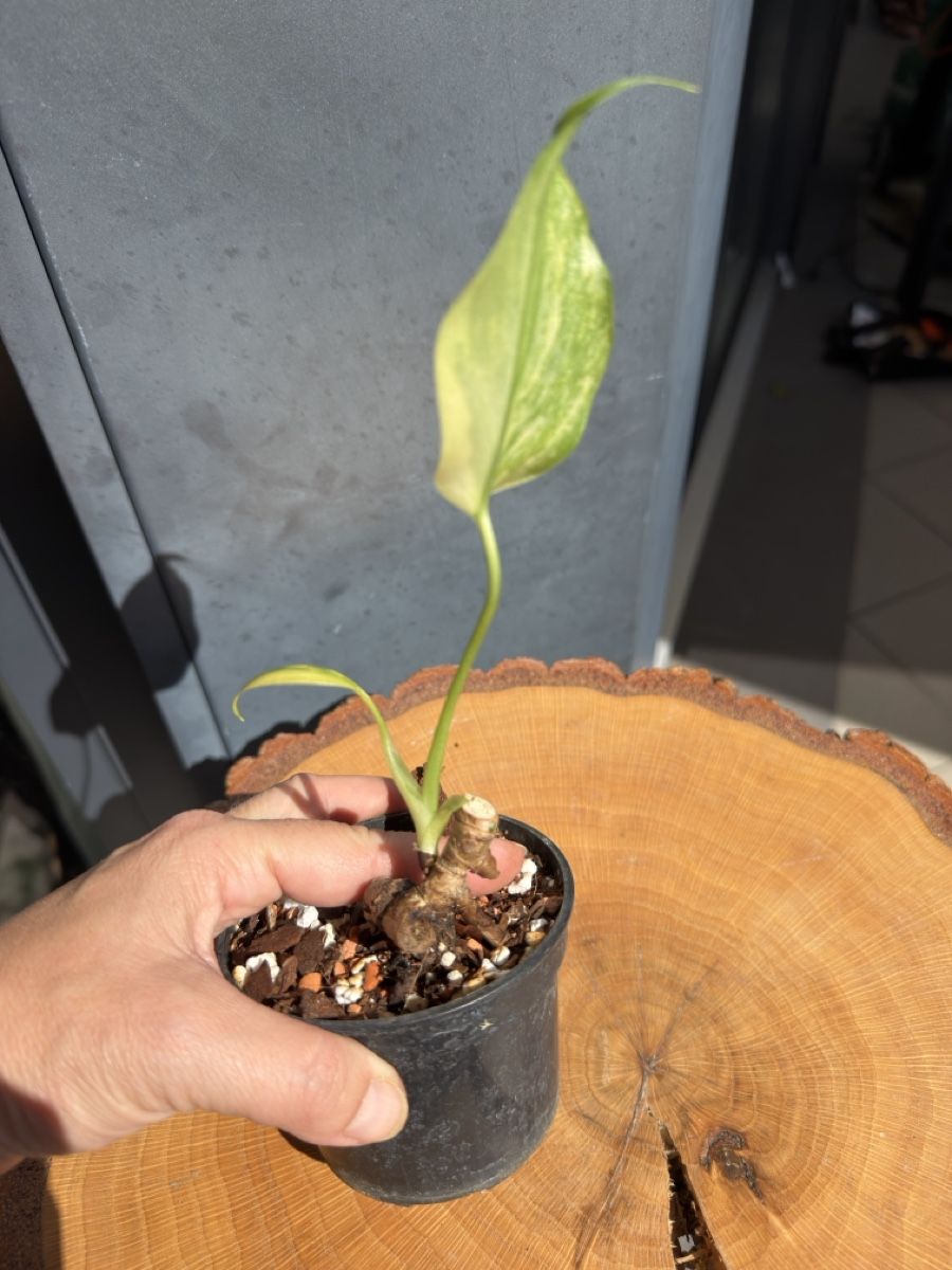 Piante & sementi: Monstera Deliciosa Aurea – Nuovo (secondo la descrizione) da Buchrain venduto da Stetoscop 2