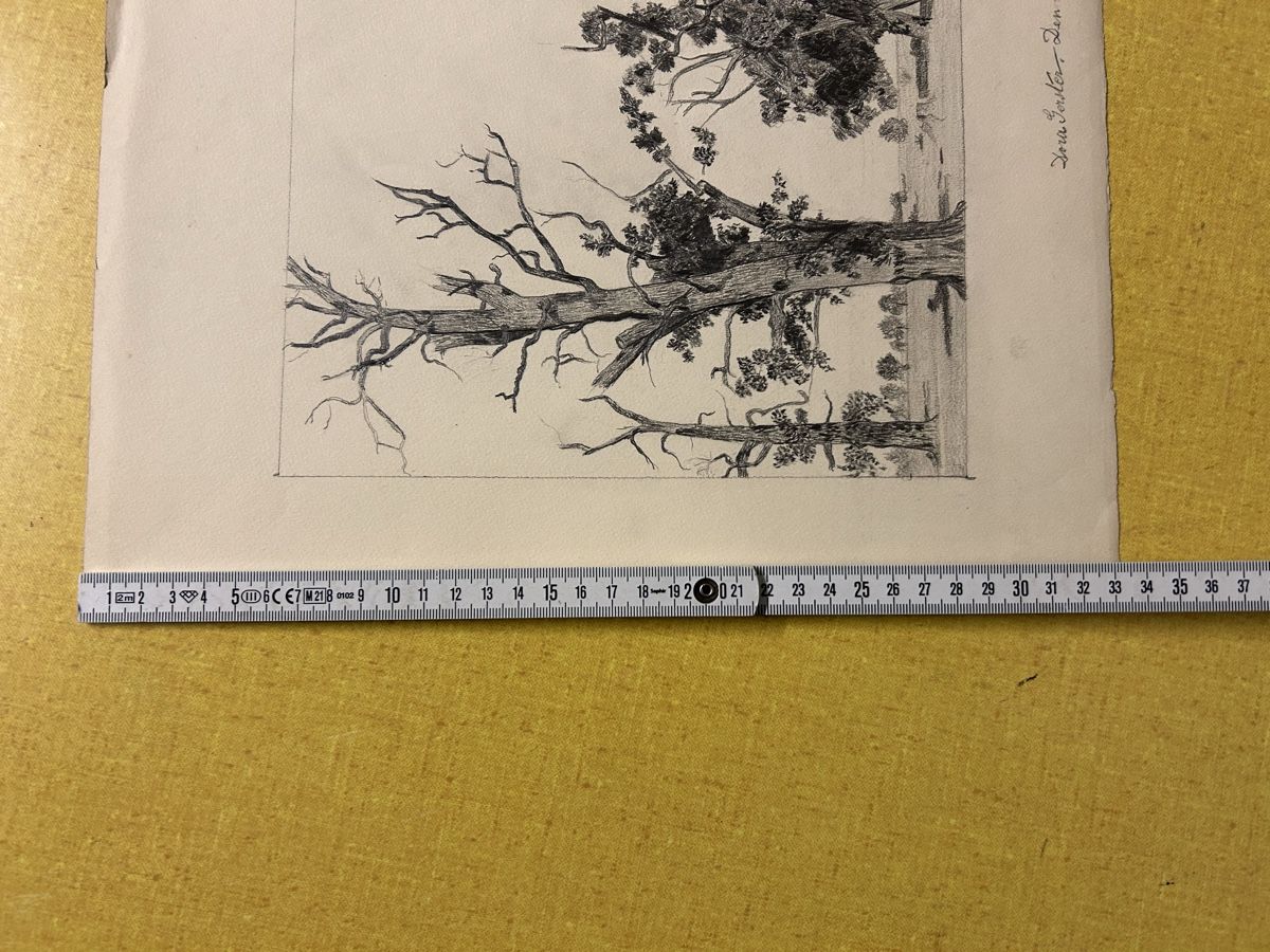 Poster & Bilder: Original Bleistiftzeichnung "Bäume"Signiert ? Datiert 1903. – Gebraucht aus Lanzenhäusern von vic63 5