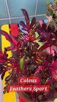 Coleus "Feathers" variegata 🌿🪽🐦‍🔥