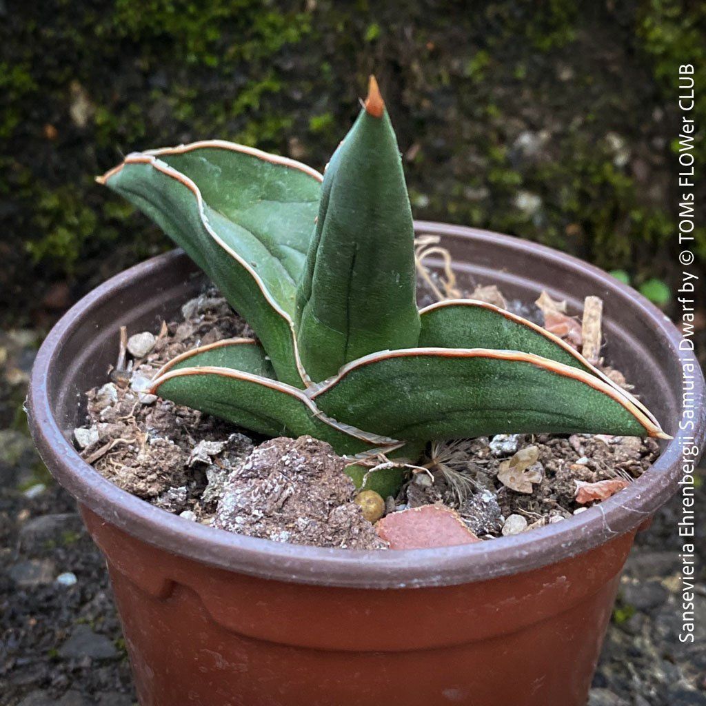 Piante & sementi: Sansevieria Ehrenbergii Samurai Dwarf - absolut robust – Nuovo e nell'imballaggio originale da Adliswil venduto da TAKEYOURPLANT 5