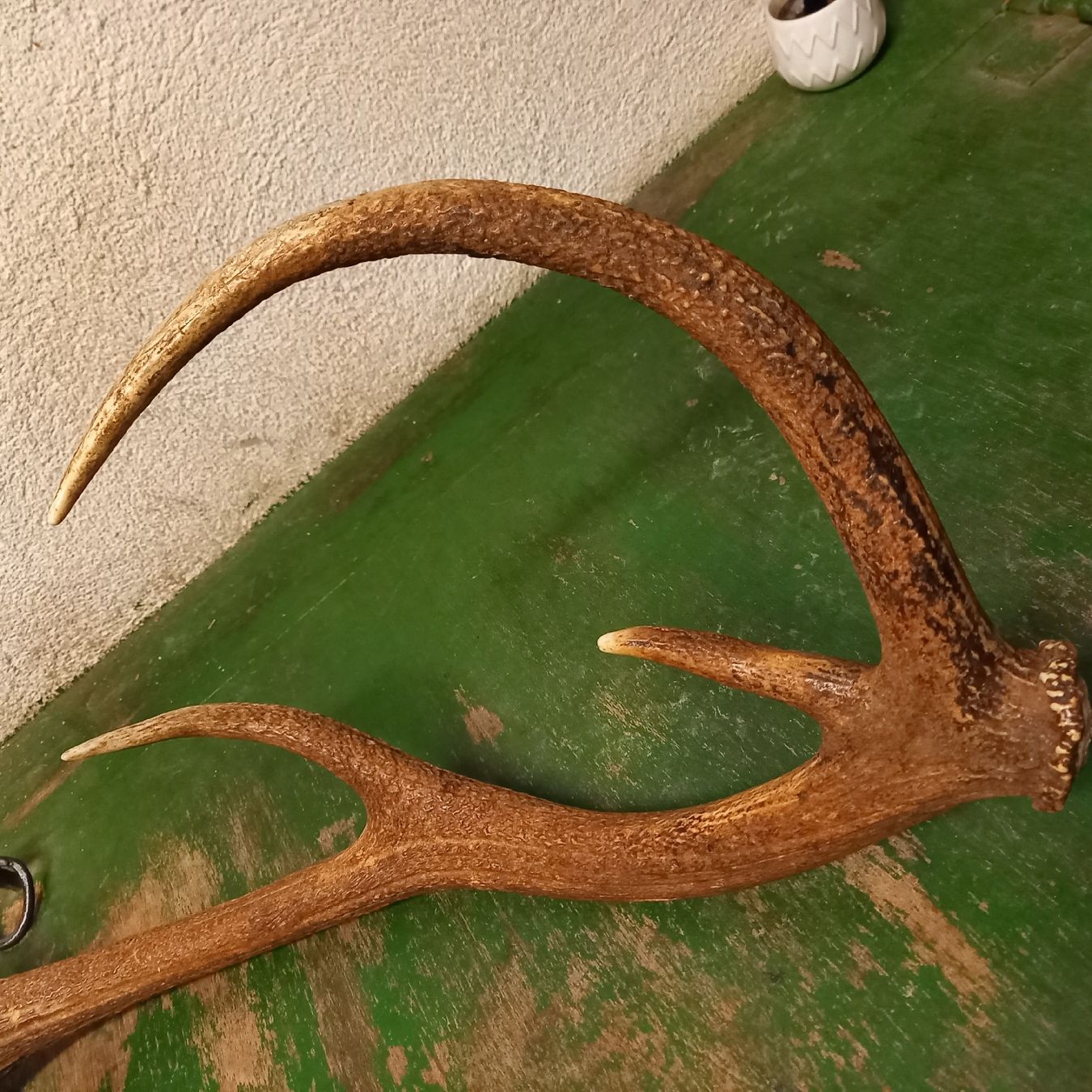Sonstiges zum Sammeln & Seltenes: Ältere Hirsch Geweih Abwurfstange – Gebraucht aus Galgenen von Allerlei8854 6