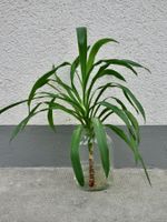 YUCCA YUCCA-PALME PALMLILIE Trieb bewurzelt 60cm