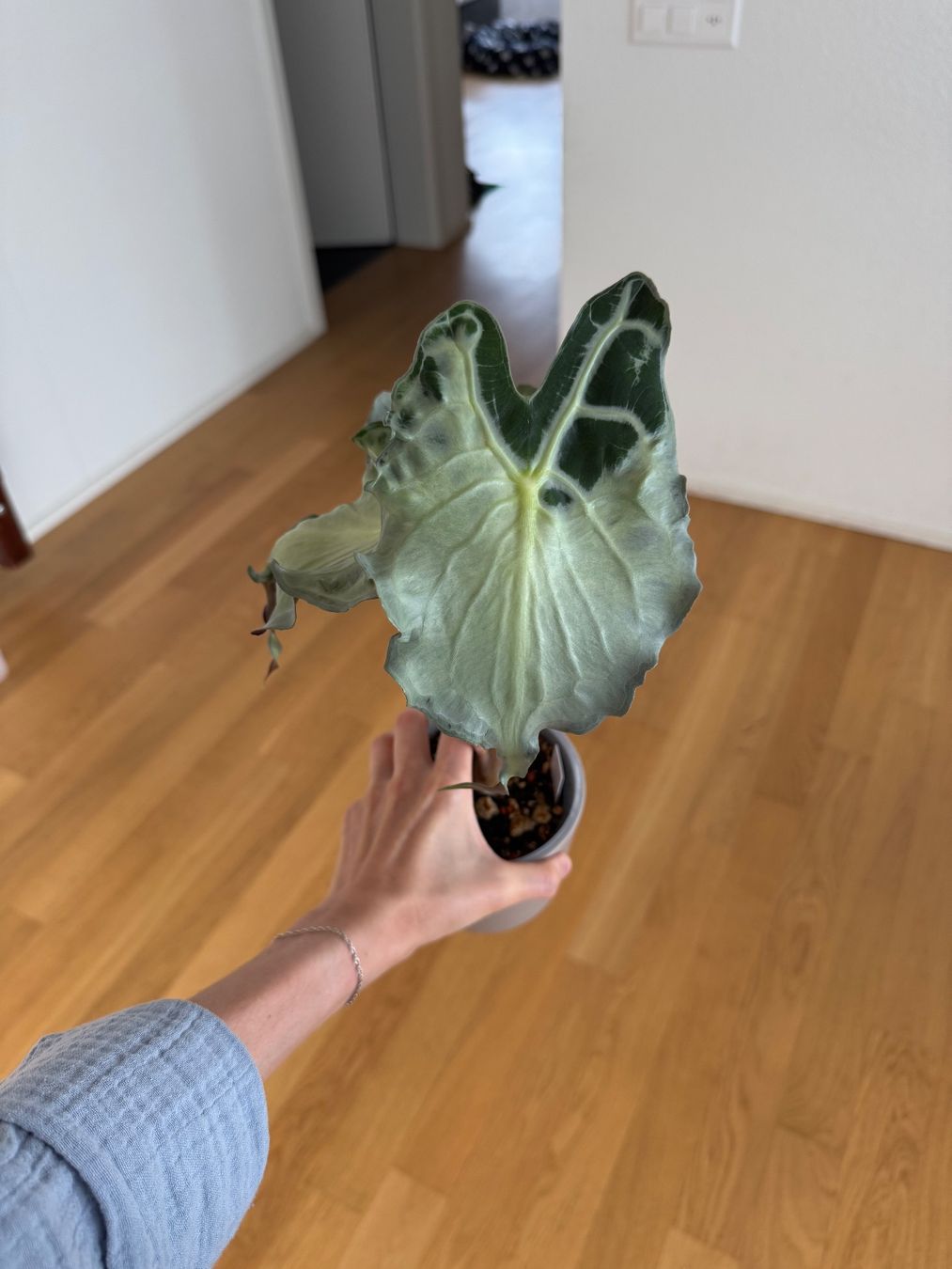 Pflanzen & Samen: Alocasia Venom – Gebraucht aus Goldau von pflanzly 2