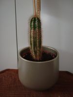 Kaktus