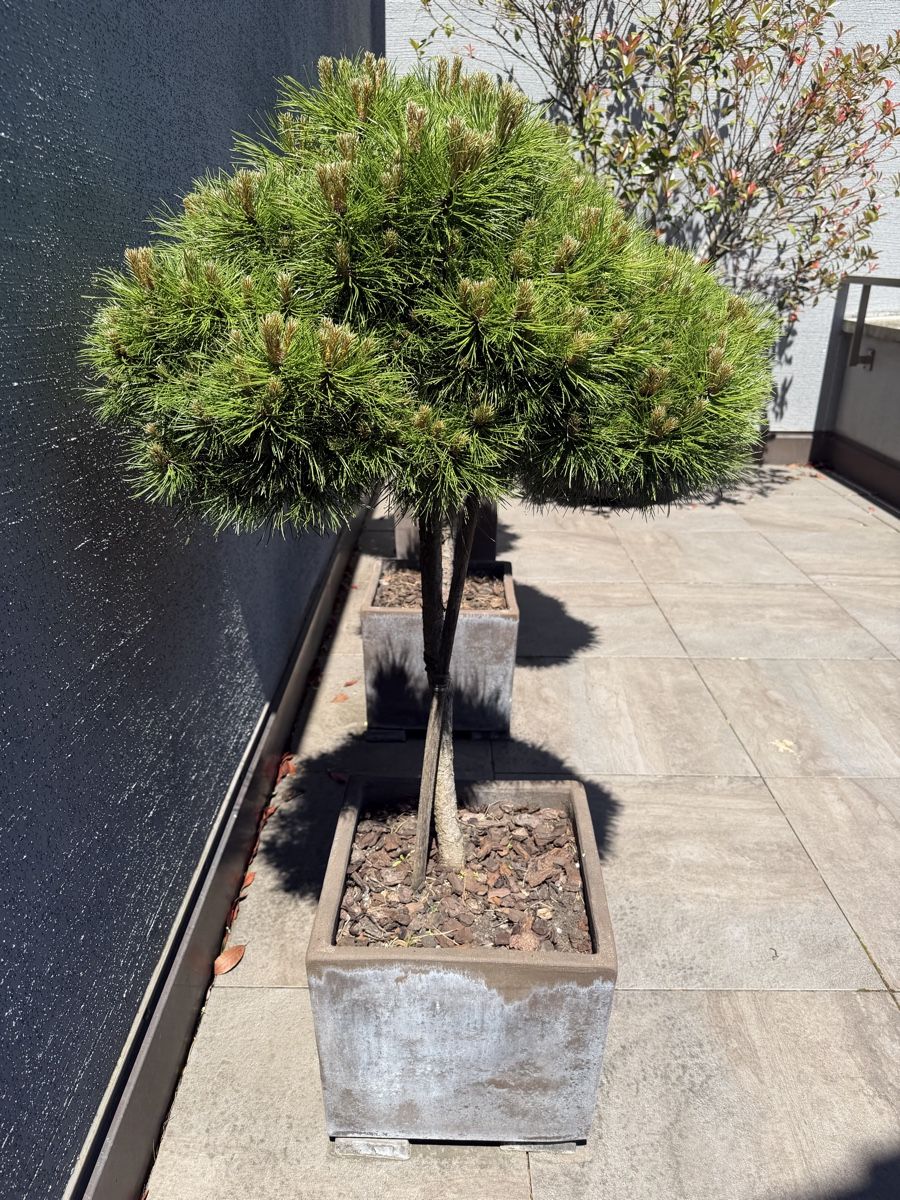 Pflanzen & Samen: Black Pine trees – Gebraucht aus Küsnacht ZH von lfo_f8w5 1