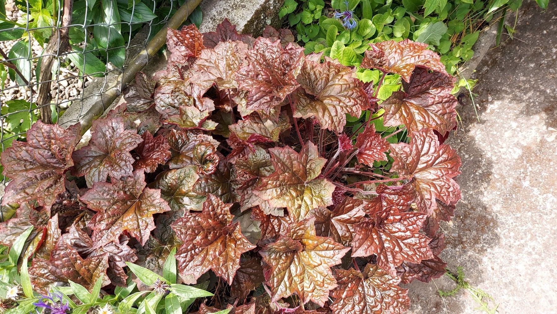 Piante & sementi: Purpurglöckchen – Heuchera – Nuovo (secondo la descrizione) da Thalheim venduto da silvara01 4