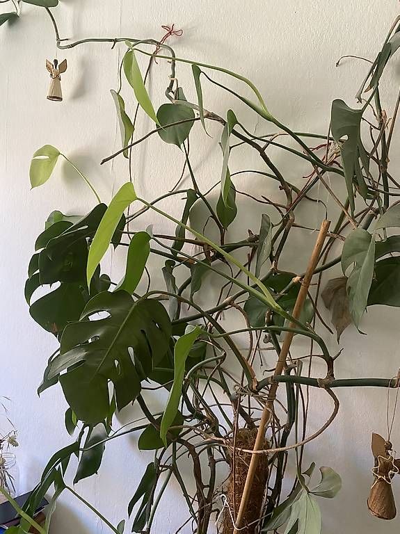 Piante & sementi: Huge Monstera Deliciosa – Nuovo (secondo la descrizione) da Bern venduto da alexjop 1