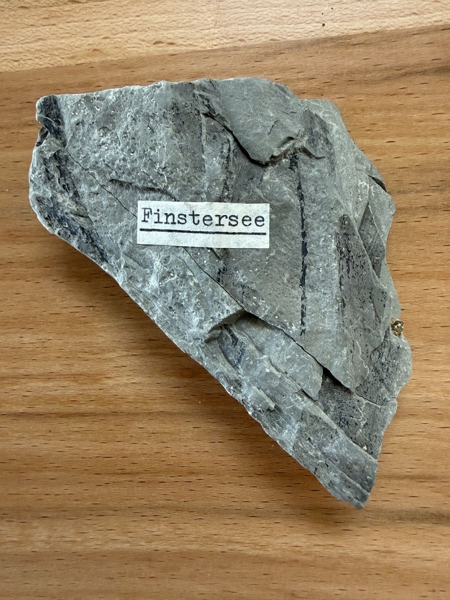 Fossili: Versteinerung fossiles Schilf – Usato da Grenchen venduto da Bastet007 4
