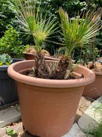 Palme Pflanzen Blumen Pflanzentopf Blumentopf Topf