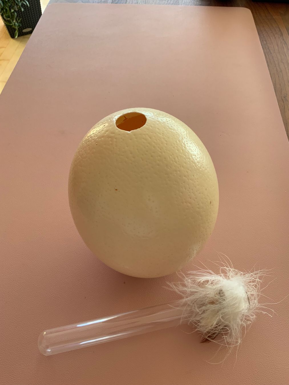 Toutes les décorations: Straussenei – D'occasion à Oberwil-Lieli par Gloria112 1