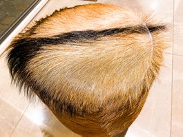 Schöner rustikaler Schweizer Hocker mit Fellbespannung