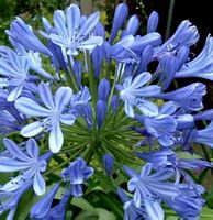 Ab NUR 5.- fr ! Agapanthus Navy Blue – 5 Samen, winterharte