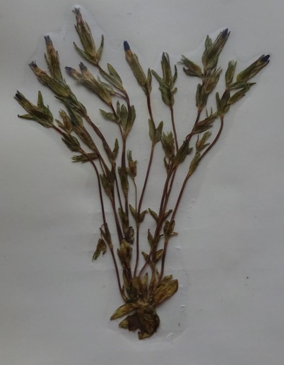 Botanik Blumen Herbarium / 24 Schweiz Flora Kaufen auf Ricardo