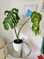 Monstera deliciosa – Zimmerpflanze 🌿