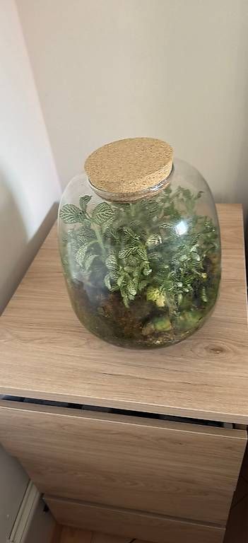 Terrarium: Pflanzenterrarium  – Gebraucht aus St.Gallen von Didi1969