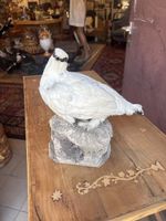 Schneehuhn selten