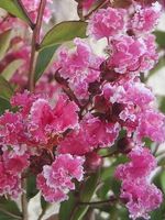 Lilas d'été berlingot menthe  RARE