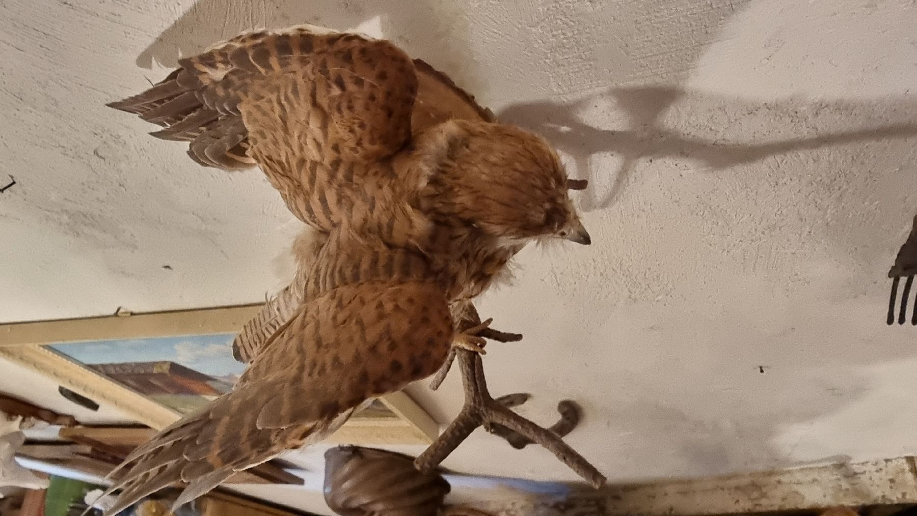 Il mondo degli animali: Turmfalke – Usato da Sils im Domleschg venduto da platin01