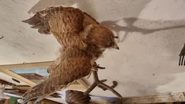 Turmfalke