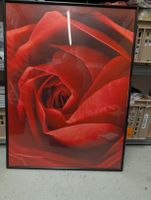 Rose Bild mit Rahmen 40x60cm