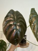 Alocasia Cuprea Red Secret XXL – grosse seltene Pflanze